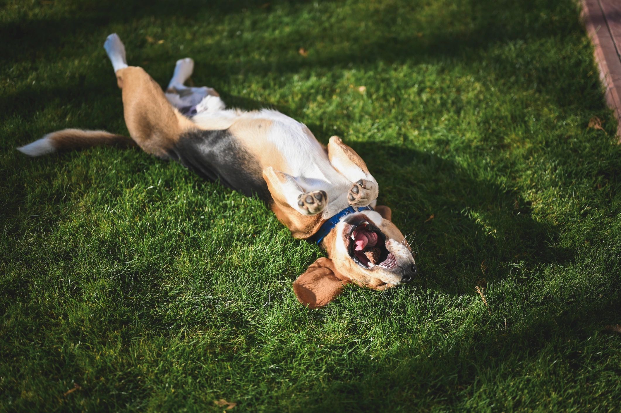 Daisy, happy playful dog mascot, Chief Dog Tester