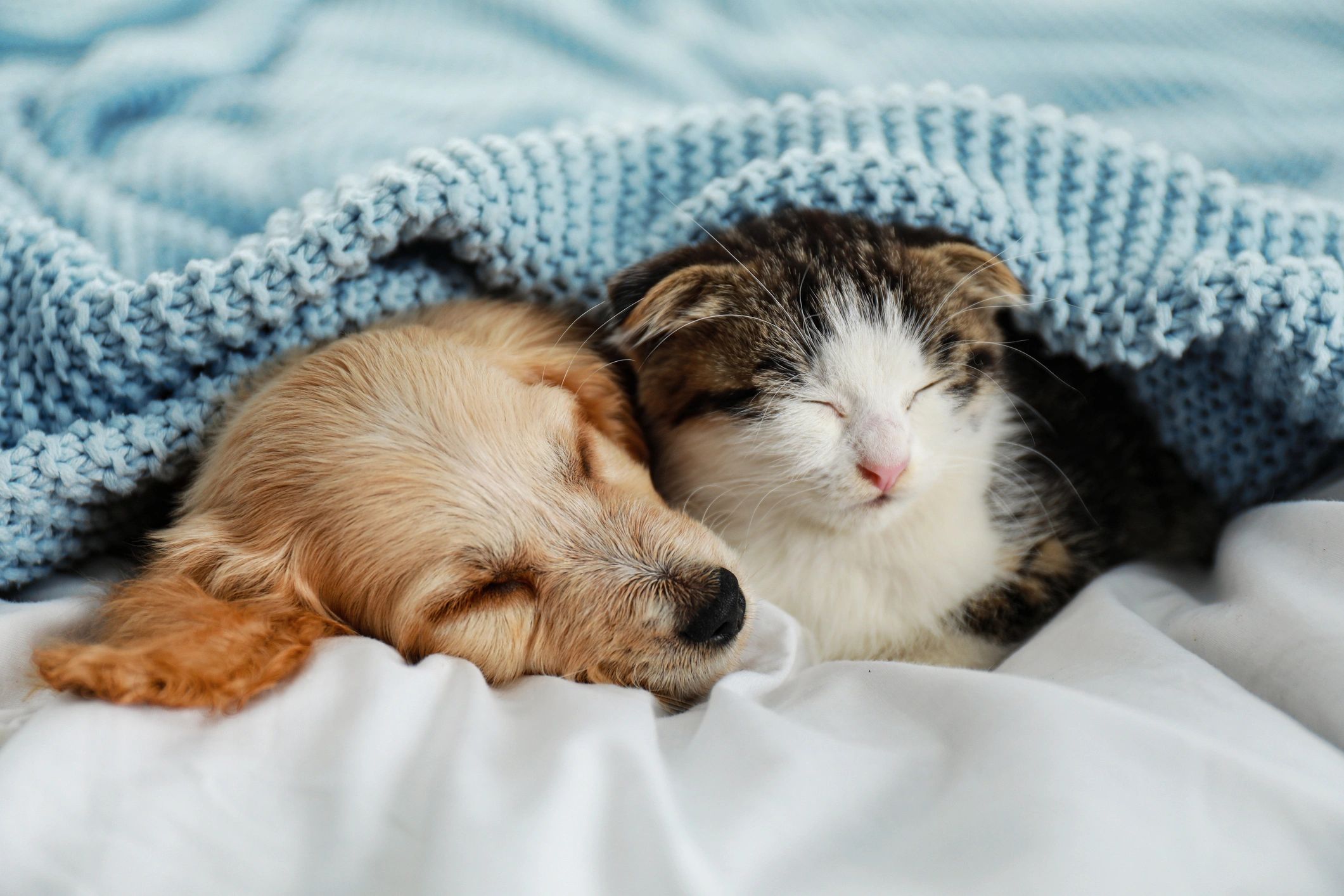 happy dog and playful cat together