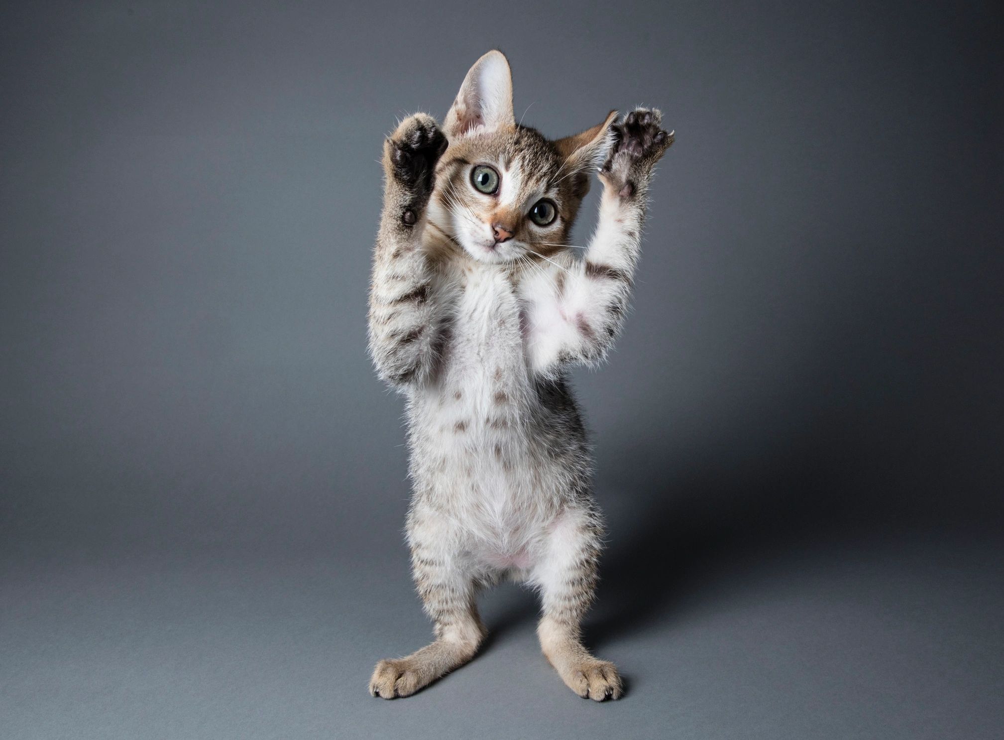 Milo, cute playful cat mascot, Chief Cat Tester