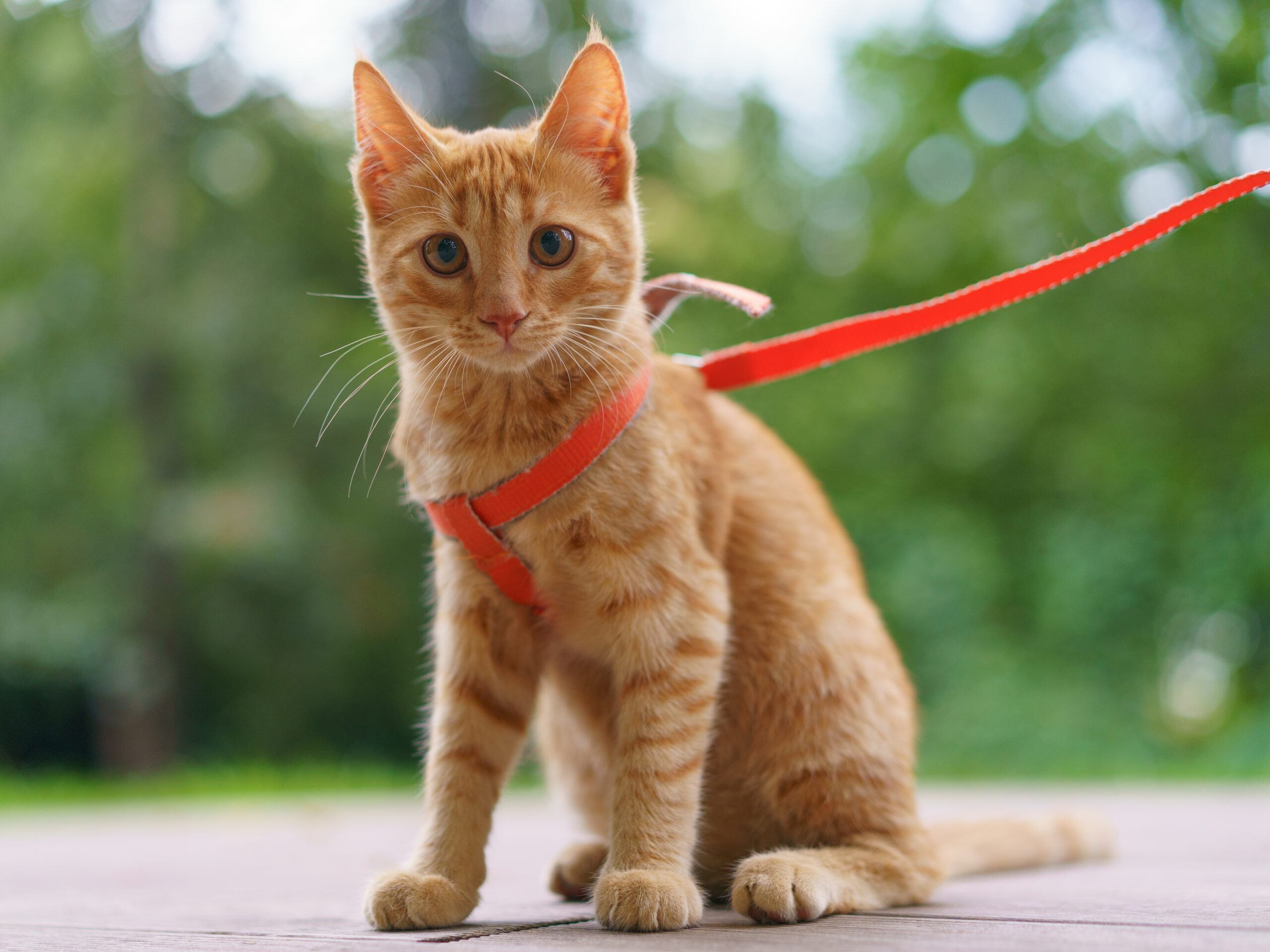 Cats on Leashes: Fashion Statement, Safety Tool, or Feline Betrayal?