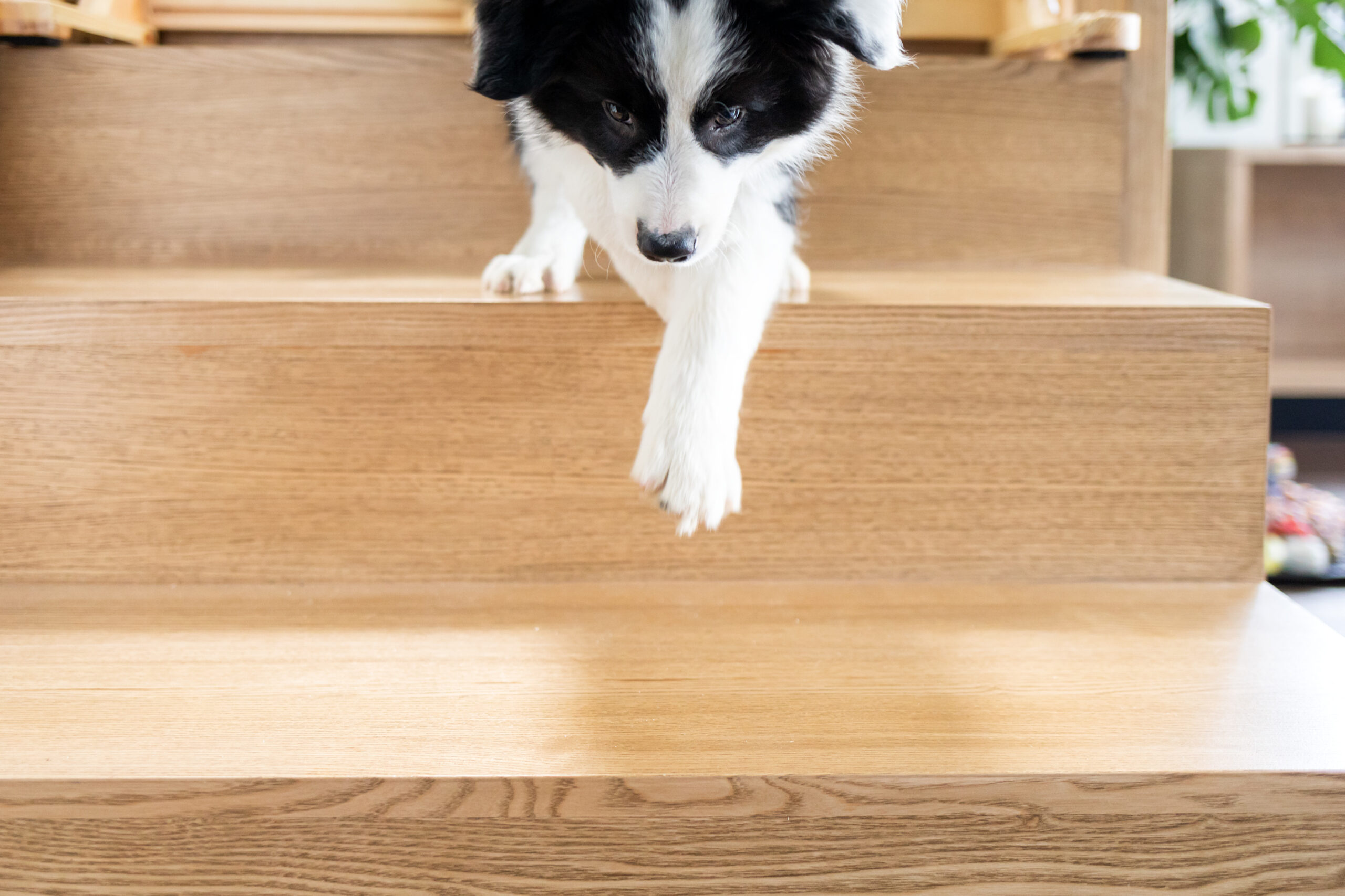 Best Pet Stairs for Dogs and Cats