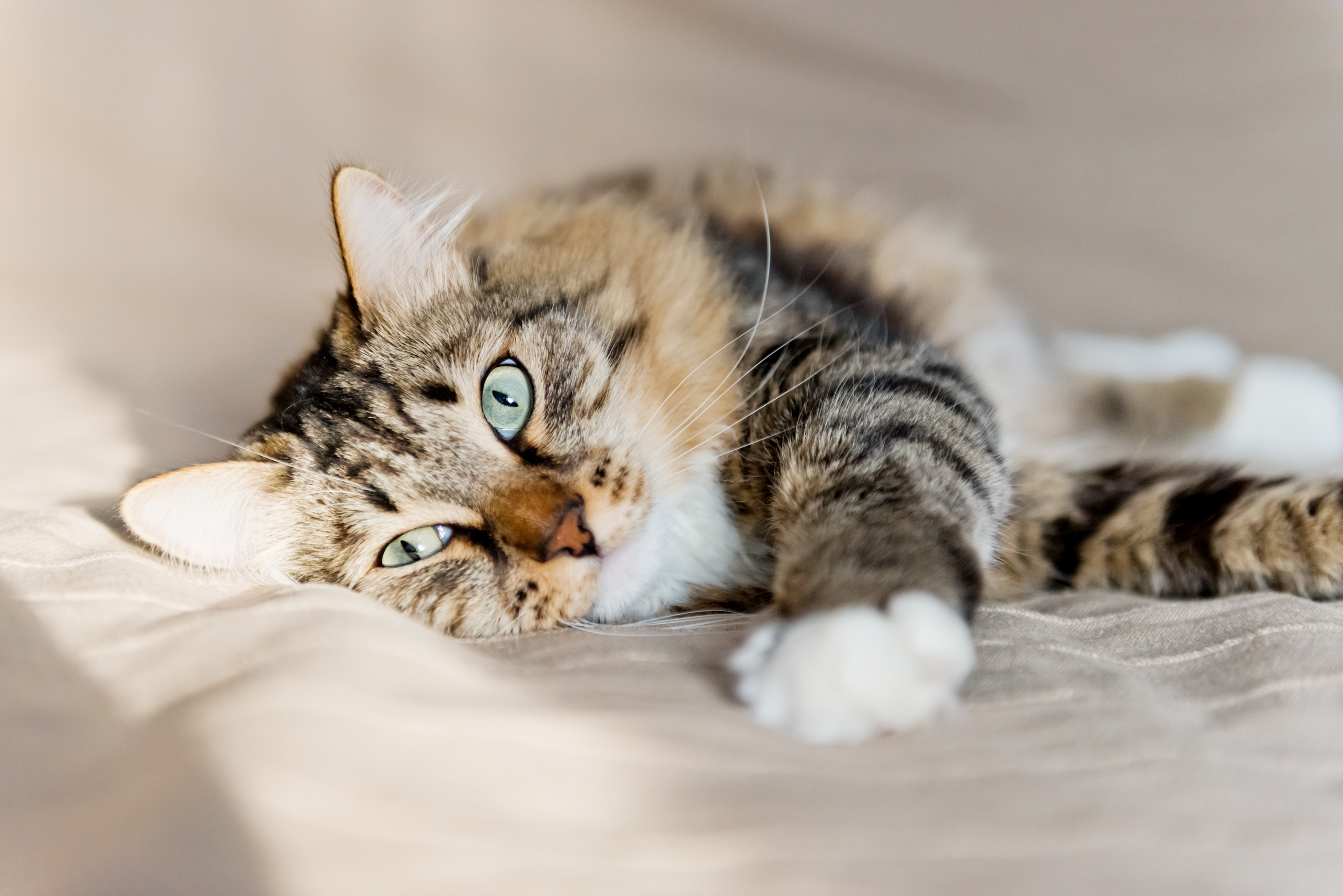 Your Cat Is Normal, You’re Doing Fine, and Other Things New Cat Owners Need to Hear